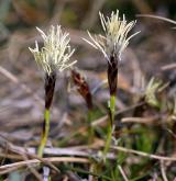 ostřice nízká <i>(Carex humilis)</i> / Habitus