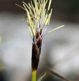 ostřice nízká <i>(Carex humilis)</i> / Květ/Květenství