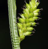 ostřice bledavá <i>(Carex pallescens)</i> / Plod