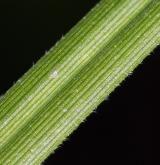 ostřice bledavá <i>(Carex pallescens)</i> / List