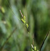 ostřice bledavá <i>(Carex pallescens)</i> / Habitus