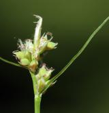 ostřice kulkonosná <i>(Carex pilulifera)</i> / Květ/Květenství