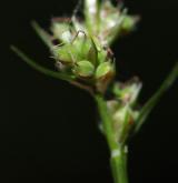 ostřice kulkonosná <i>(Carex pilulifera)</i> / Květ/Květenství