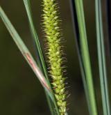 ostřice zobánkatá <i>(Carex rostrata)</i> / Plod