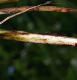 ostřice zobánkatá <i>(Carex rostrata)</i> / Ostatní