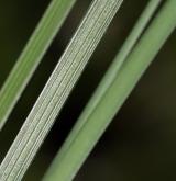 ostřice zobánkatá <i>(Carex rostrata)</i> / List