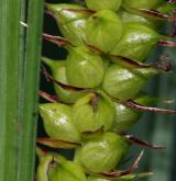 ostřice zobánkatá <i>(Carex rostrata)</i> / Plod