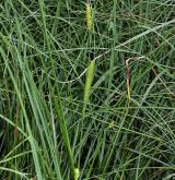 ostřice zobánkatá <i>(Carex rostrata)</i> / Habitus