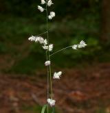 srha laločnatá <i>(Dactylis glomerata)</i> / Habitus