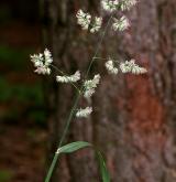 srha laločnatá <i>(Dactylis glomerata)</i> / Habitus