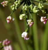 hladýš širolistý <i>(Laserpitium latifolium)</i> / Květ/Květenství