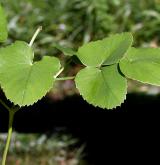 hladýš širolistý <i>(Laserpitium latifolium)</i> / List