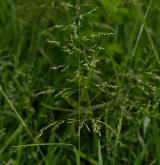 lipnice obecná <i>(Poa trivialis)</i>
