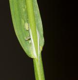 lipnice obecná <i>(Poa trivialis)</i>