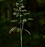 lipnice obecná <i>(Poa trivialis)</i>