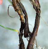 česnek tuhý <i>(Allium strictum)</i> / Ostatní