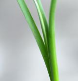 česnek tuhý <i>(Allium strictum)</i> / List