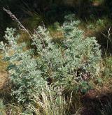 pelyněk pravý <i>(Artemisia absinthium)</i> / Habitus