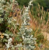 pelyněk pravý <i>(Artemisia absinthium)</i> / Habitus