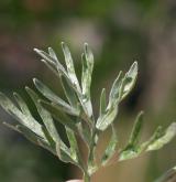 pelyněk pravý <i>(Artemisia absinthium)</i> / List