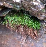 sleziník severní <i>(Asplenium septentrionale)</i> / Habitus