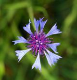 chrpa modrá  <i>(Centaurea cyanus)</i> / Květ/Květenství