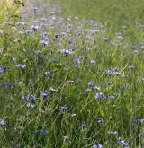 chrpa modrá  <i>(Centaurea cyanus)</i> / Habitus