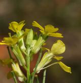 trýzel rozvětvený <i>(Erysimum diffusum agg.)</i> / Květ/Květenství