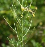 trýzel rozvětvený <i>(Erysimum diffusum agg.)</i> / Plod