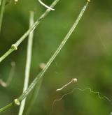 trýzel rozvětvený <i>(Erysimum diffusum agg.)</i> / Plod