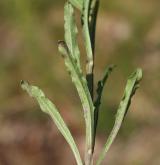 trýzel rozvětvený <i>(Erysimum diffusum agg.)</i> / List