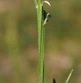 trýzel rozvětvený <i>(Erysimum diffusum agg.)</i> / Stonek