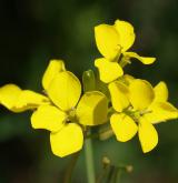 trýzel rozvětvený <i>(Erysimum diffusum agg.)</i> / Květ/Květenství