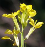 trýzel rozvětvený <i>(Erysimum diffusum agg.)</i> / Květ/Květenství