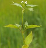 konopice polní <i>(Galeopsis tetrahit)</i> / Habitus