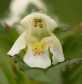konopice polní <i>(Galeopsis tetrahit)</i> / Květ/Květenství