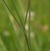 prasetník kořenatý <i>(Hypochaeris radicata)</i>