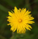 prasetník kořenatý <i>(Hypochaeris radicata)</i>