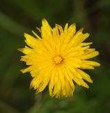 prasetník kořenatý <i>(Hypochaeris radicata)</i> / Květ/Květenství