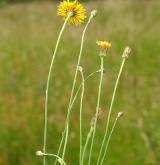 prasetník kořenatý <i>(Hypochaeris radicata)</i>