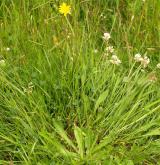 prasetník kořenatý <i>(Hypochaeris radicata)</i>