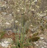 smělek jehlancovitý <i>(Koeleria pyramidata)</i> / Habitus