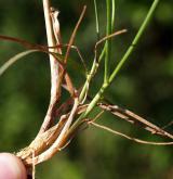 smělek jehlancovitý <i>(Koeleria pyramidata)</i> / Habitus