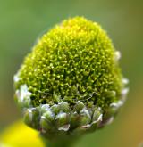 heřmánek terčovitý <i>(Matricaria discoidea)</i> / Květ/Květenství
