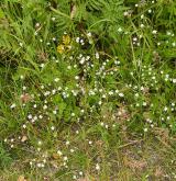 ptačinec trávovitý <i>(Stellaria graminea)</i> / Habitus