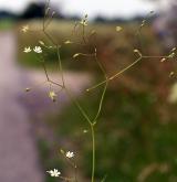 ptačinec trávovitý <i>(Stellaria graminea)</i>