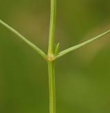 ptačinec trávovitý <i>(Stellaria graminea)</i> / Stonek