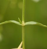 ptačinec trávovitý <i>(Stellaria graminea)</i>