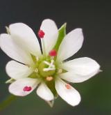 ptačinec trávovitý <i>(Stellaria graminea)</i>