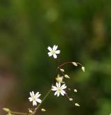 ptačinec trávovitý <i>(Stellaria graminea)</i> / Květ/Květenství